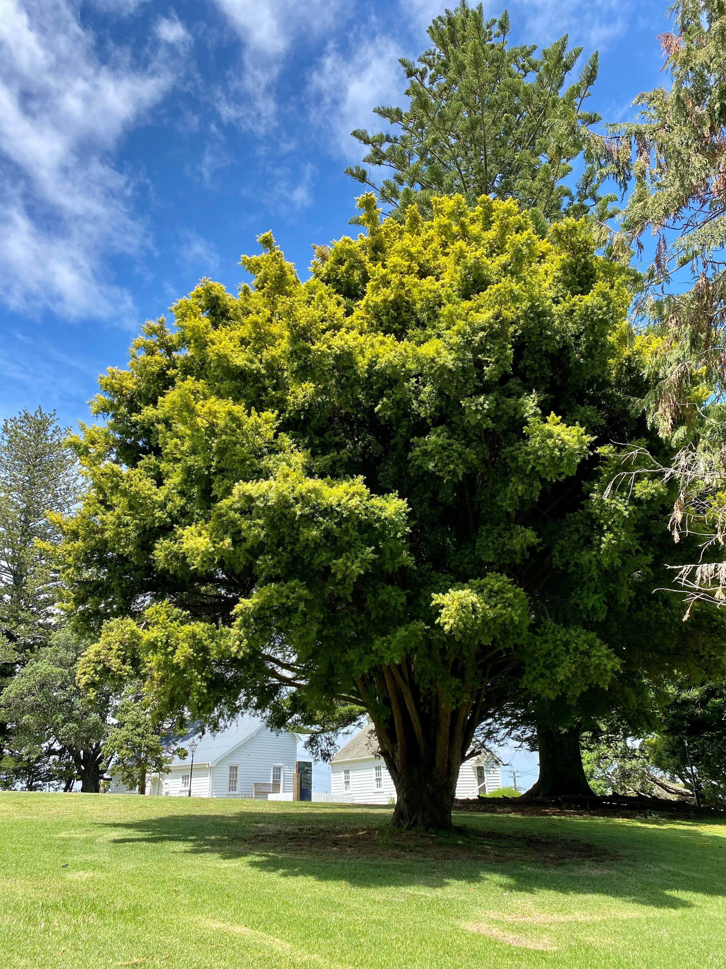 Jellicoe Park, Onehunga