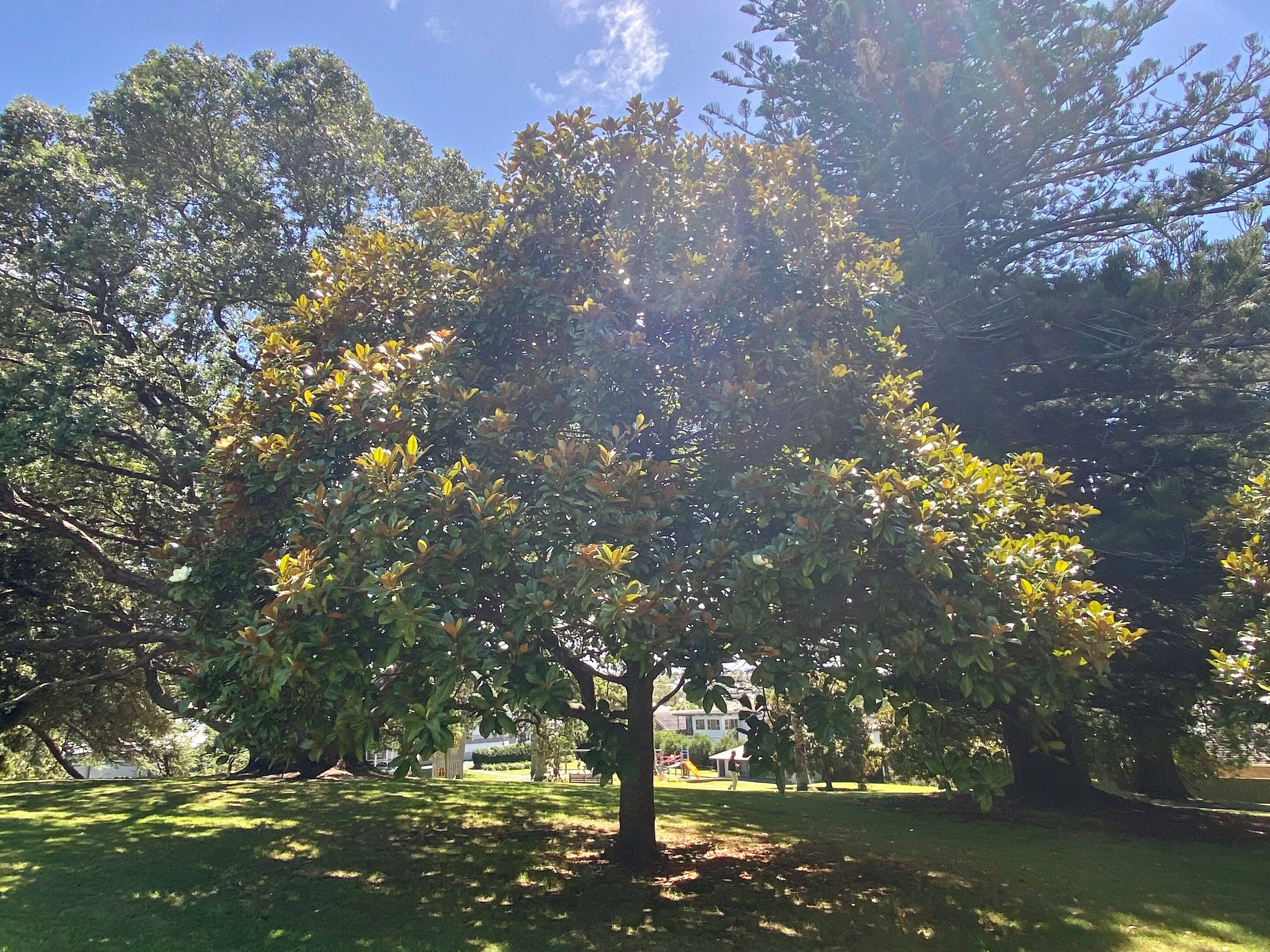 Jellicoe Park, Onehunga