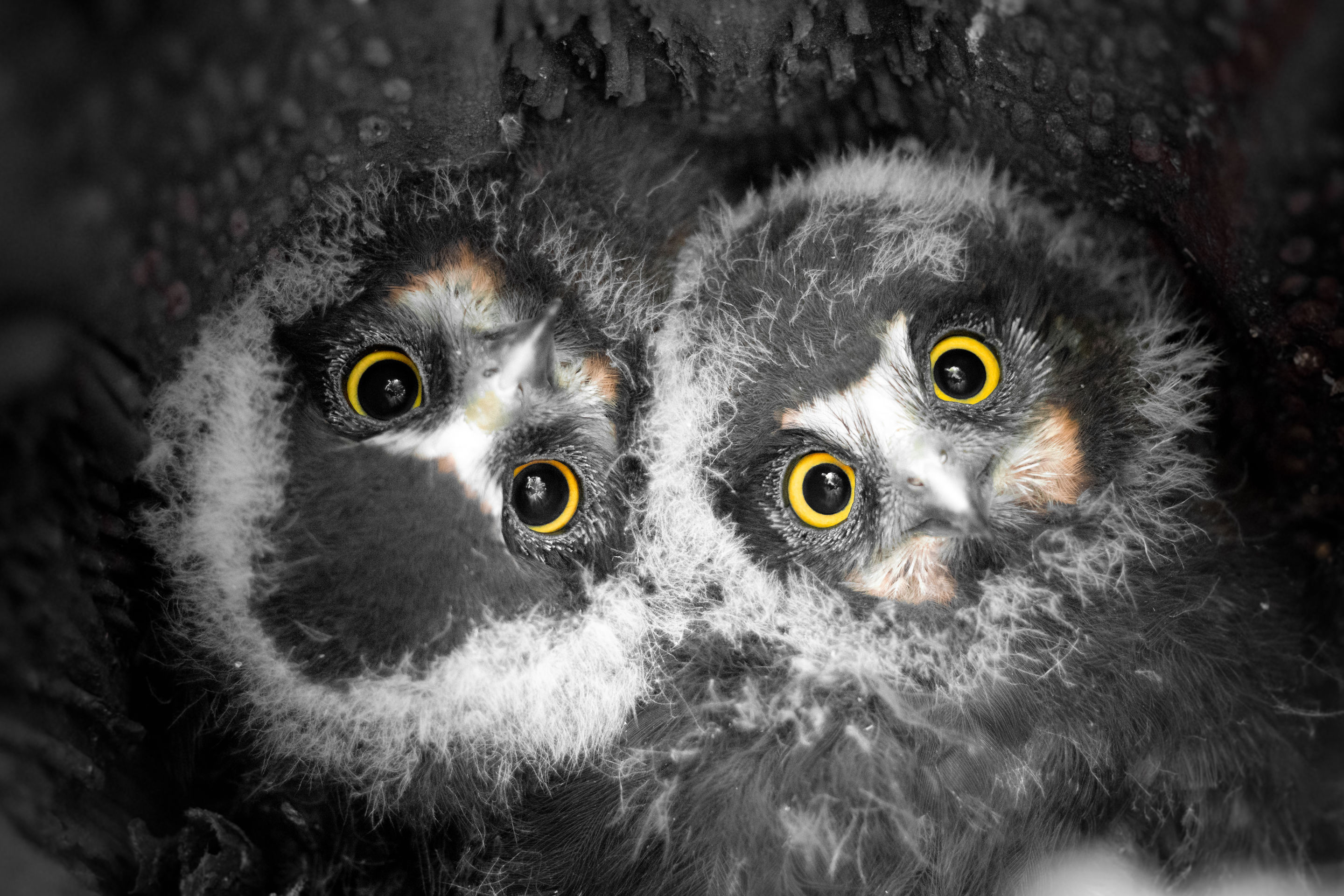 NZ Geo's Photographer of the Year